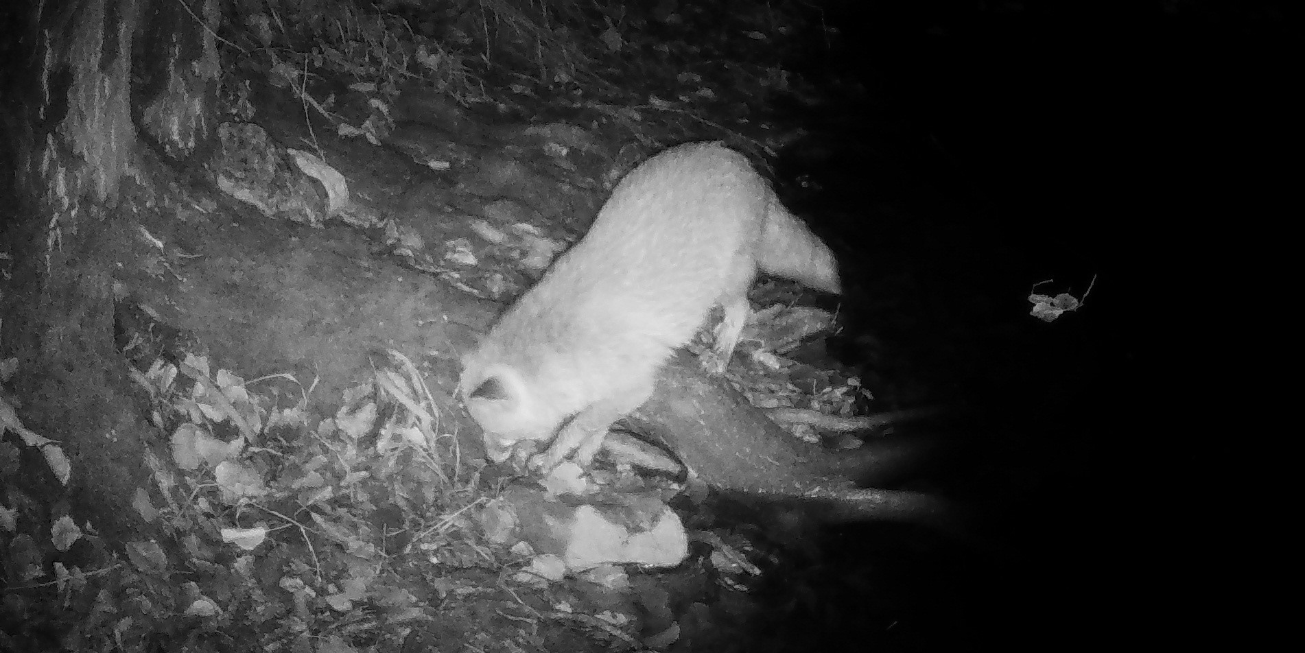 Raposa (Vulpes vulpes)