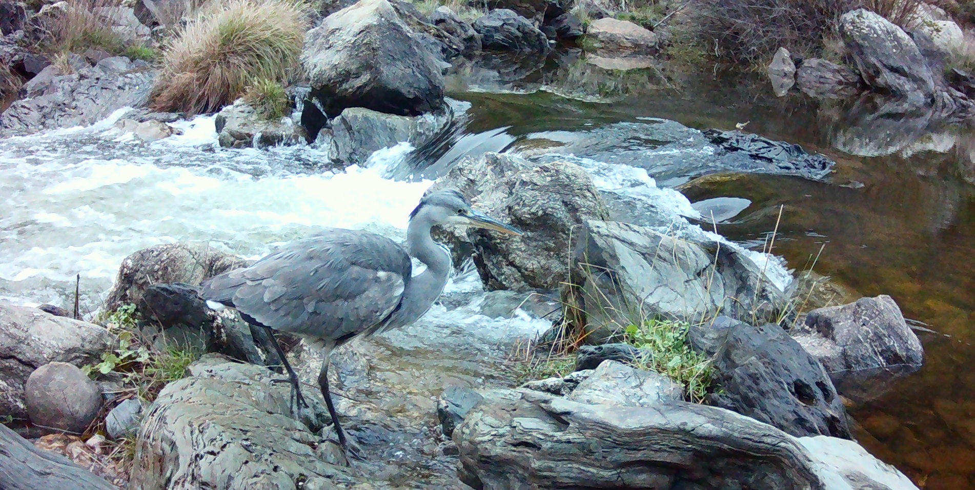 Garça-real-europeia (Ardea cinerea)