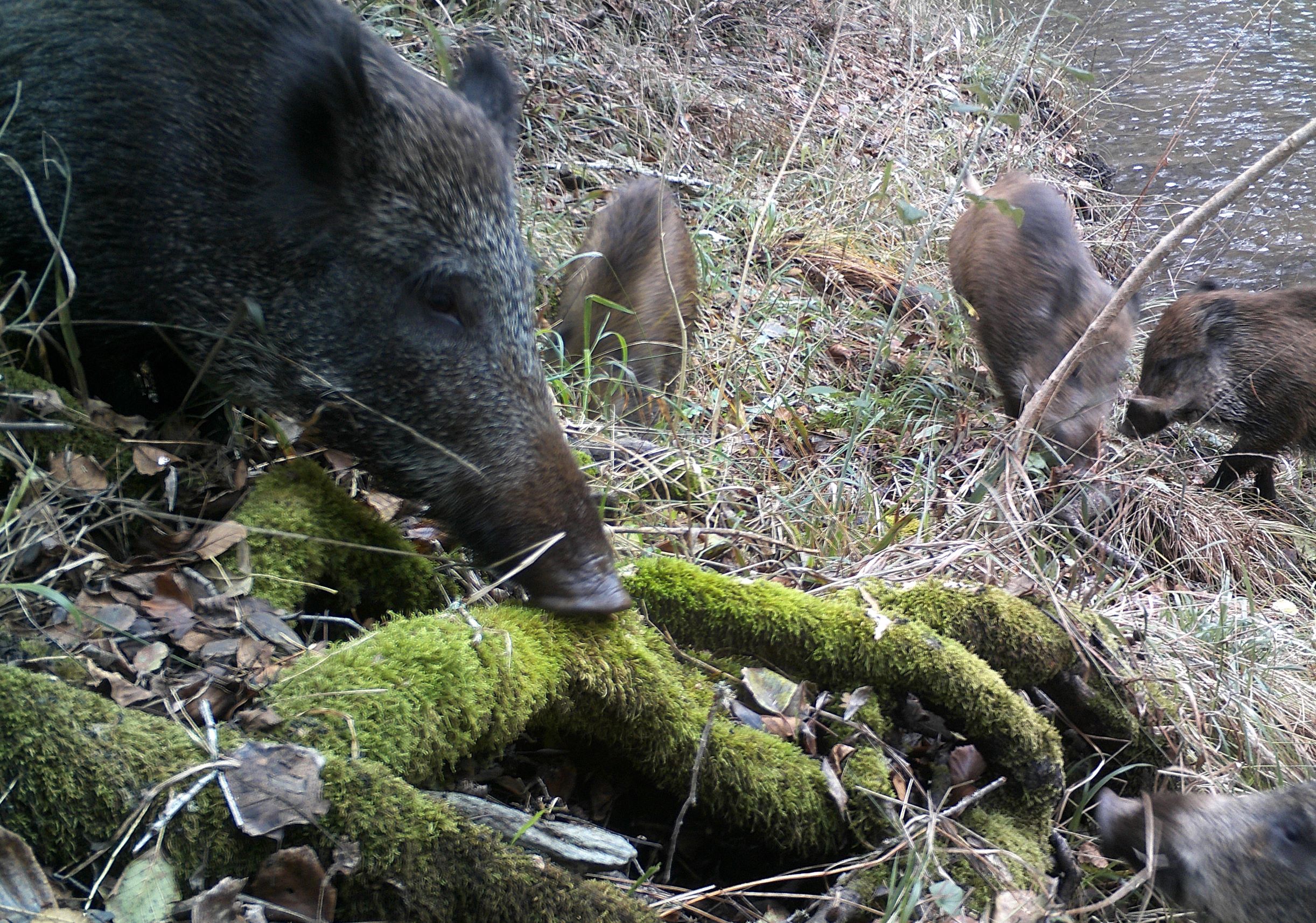 Javali (Sus scrofa)