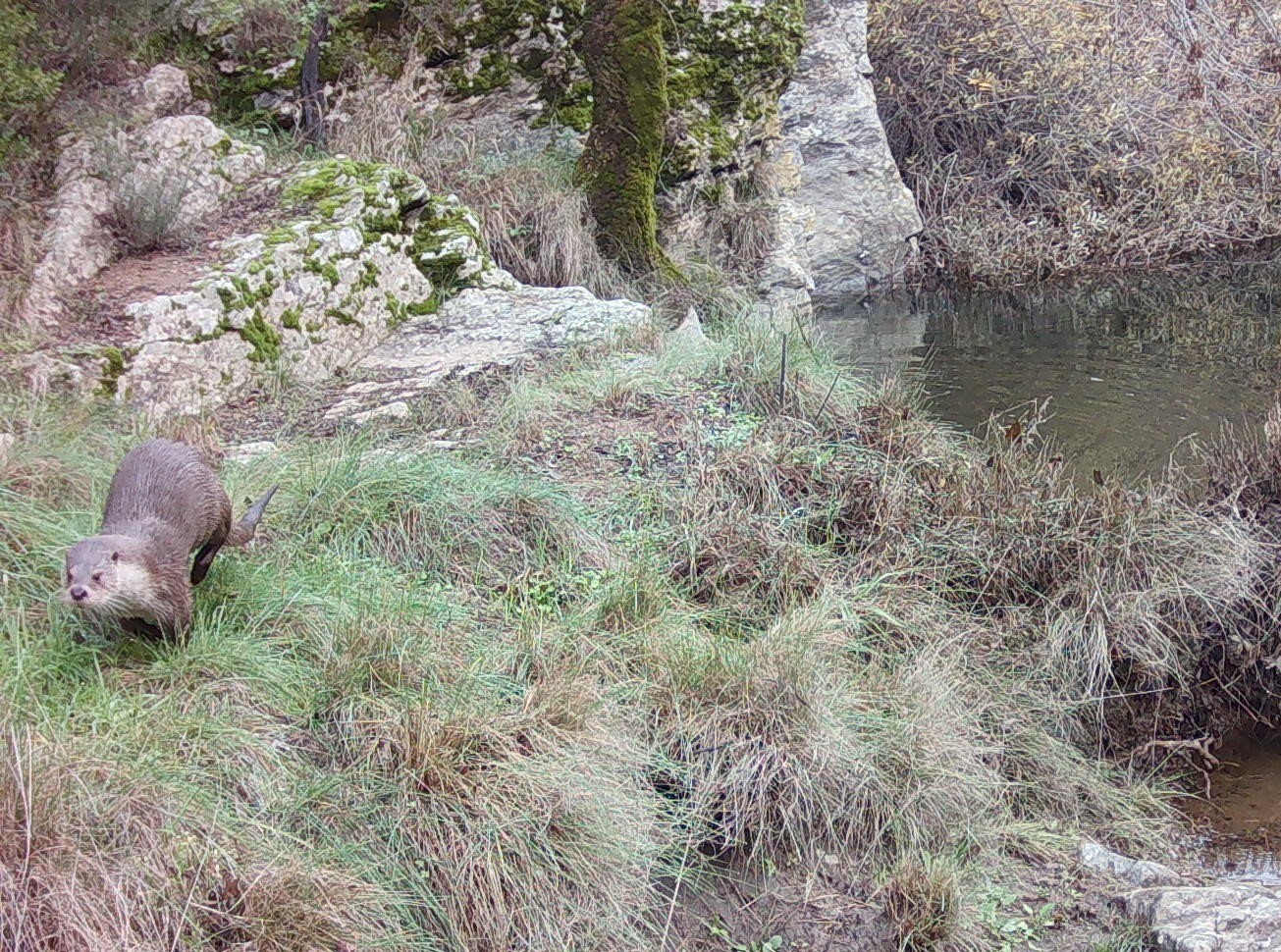 Lontra (Lutra lutra)
