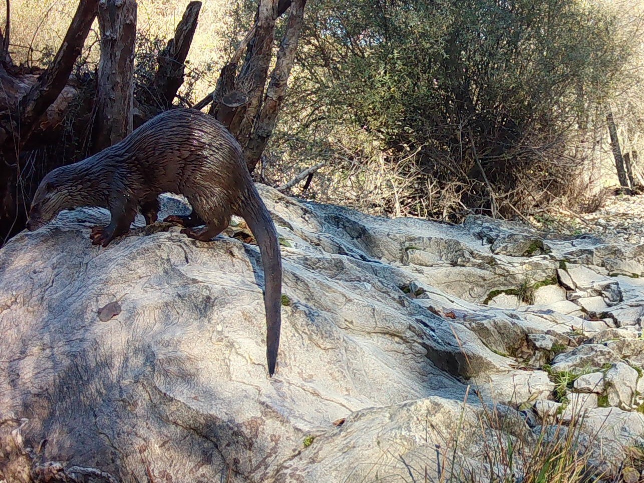 Lontra (Lutra lutra) 3