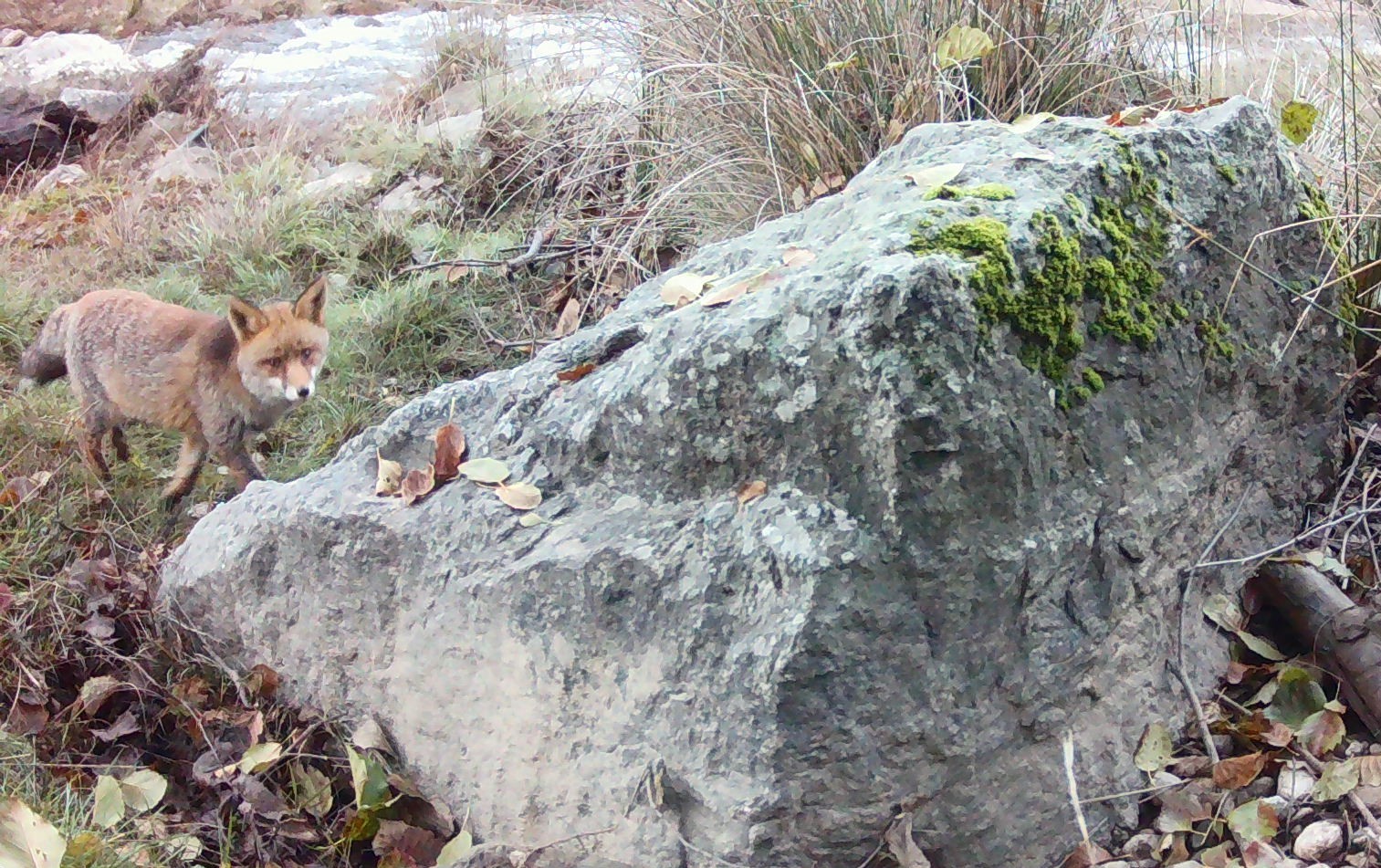 Raposa (Vulpes vulpes) 2